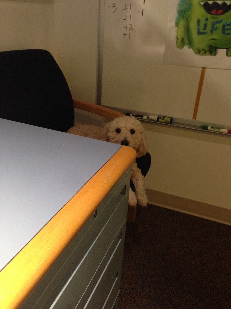 Dog at Neil's desk